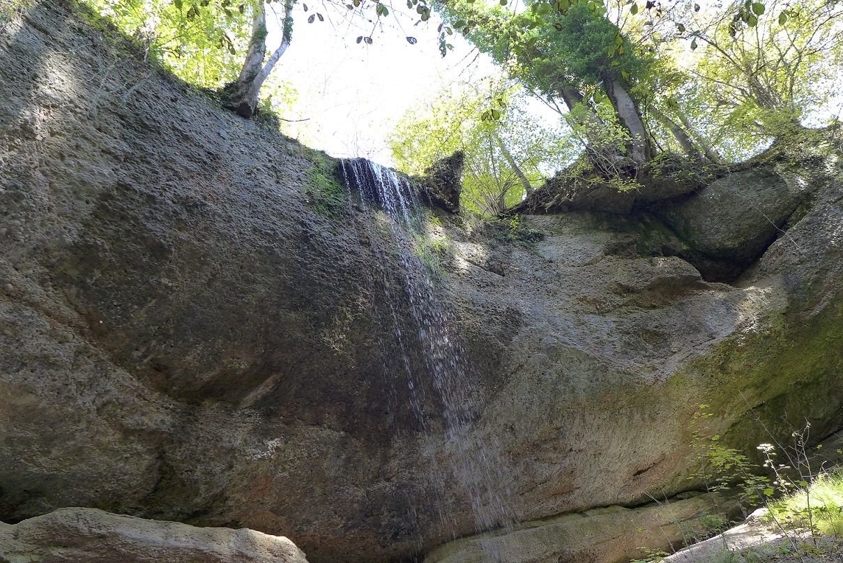 idyllisches Waldstück.JPG