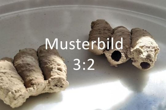 musterbild-nl_3-2_lehmwespe.jpg