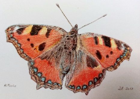 schmetterling.jpg